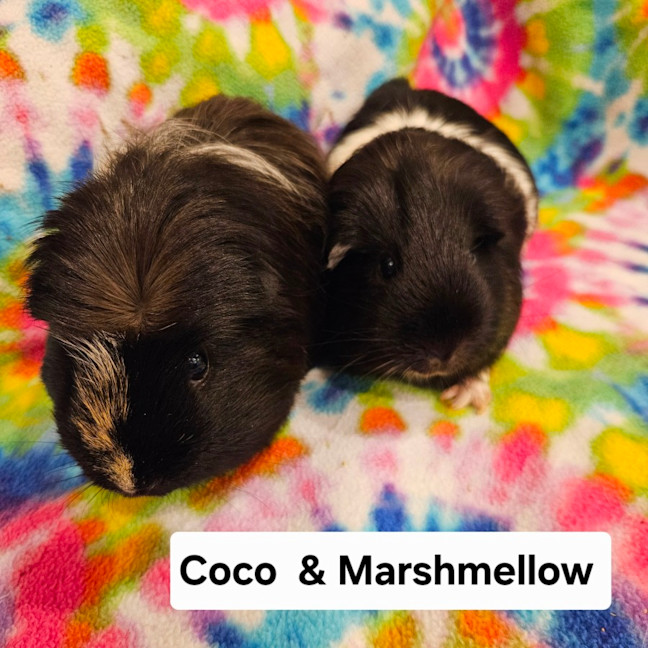 Photo of Coco & Marshmellow 