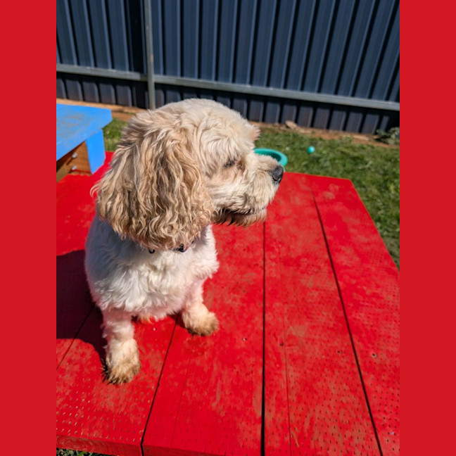 Photo of Odie
