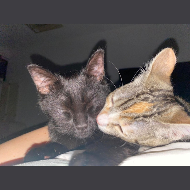 Photo of Tinkerbell & Bon Bon 