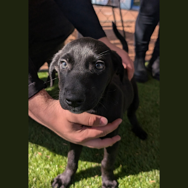 Photo of Peach