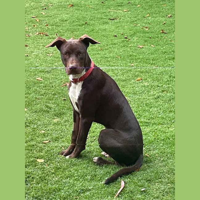 Photo of Patch