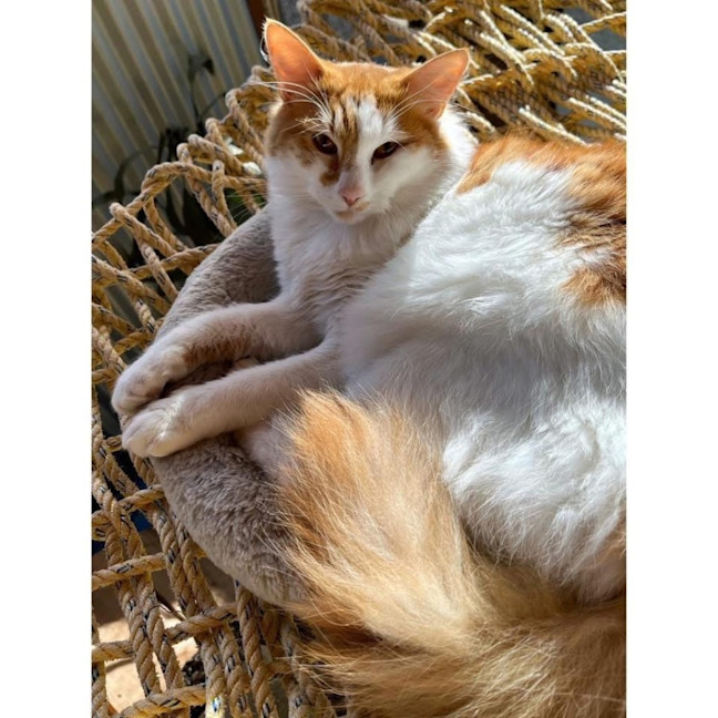 Photo of 11158   Rowan