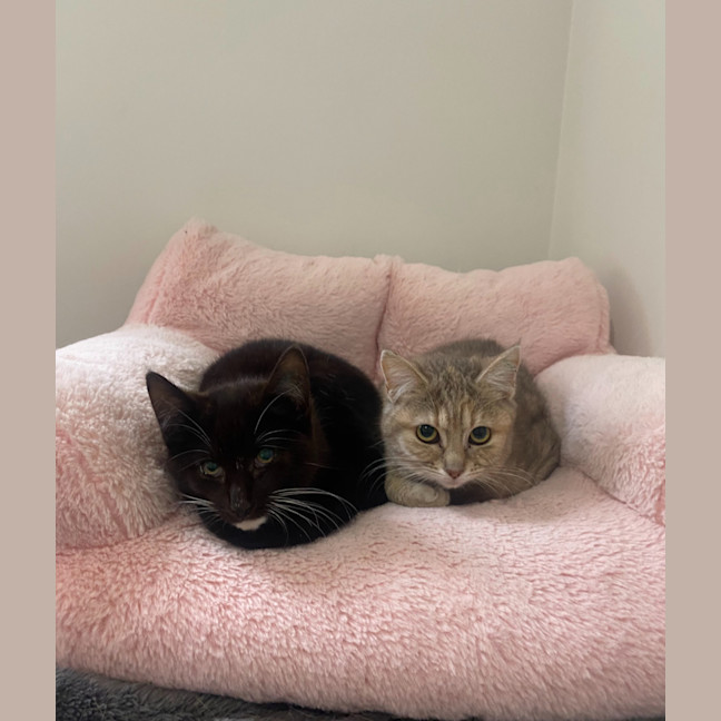 Photo of Astrid & Nova