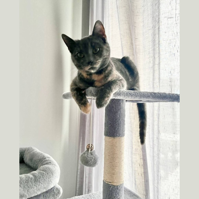 Photo of Moxie
