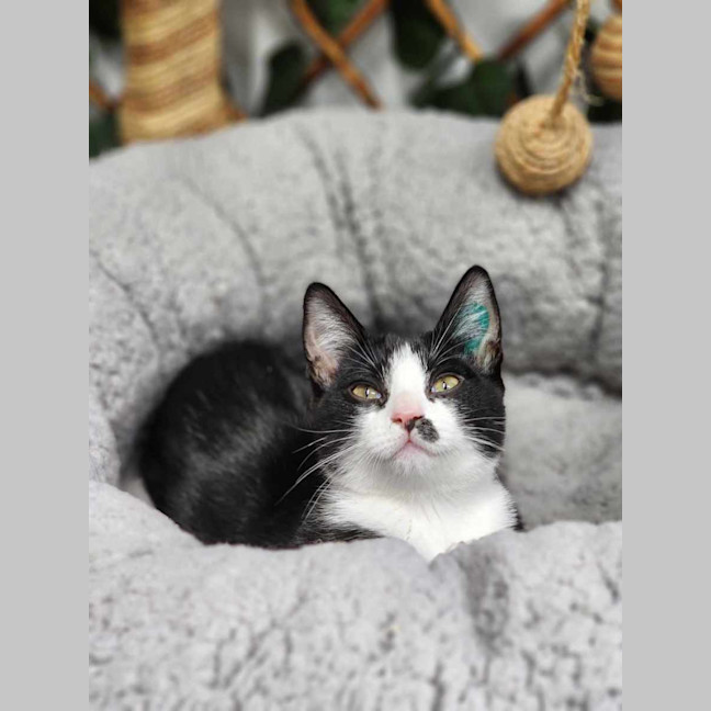 Photo of 🎀 Snapple 5746 🎀