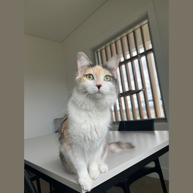 Photo of Cinnamon