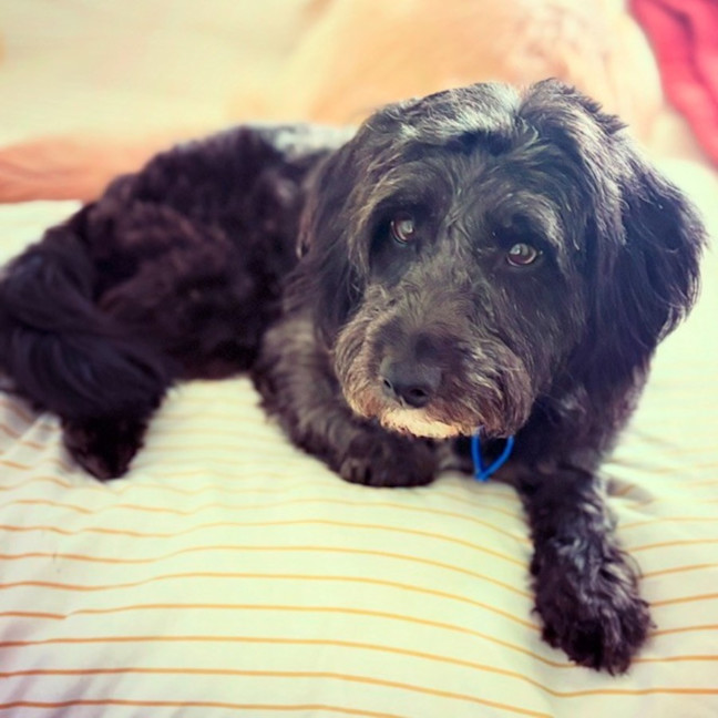 Photo of Cooper   3 Year Old Border Collie X Toy Poodle