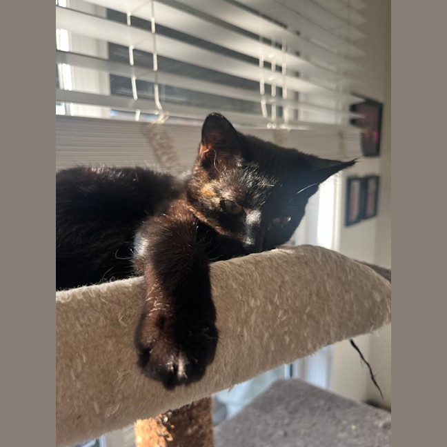 Photo of Piper   Located In Frankston