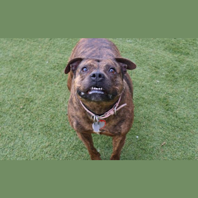 Photo of Rosie