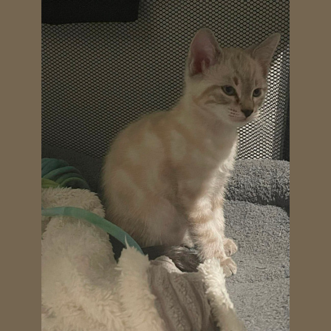 Photo of Marble