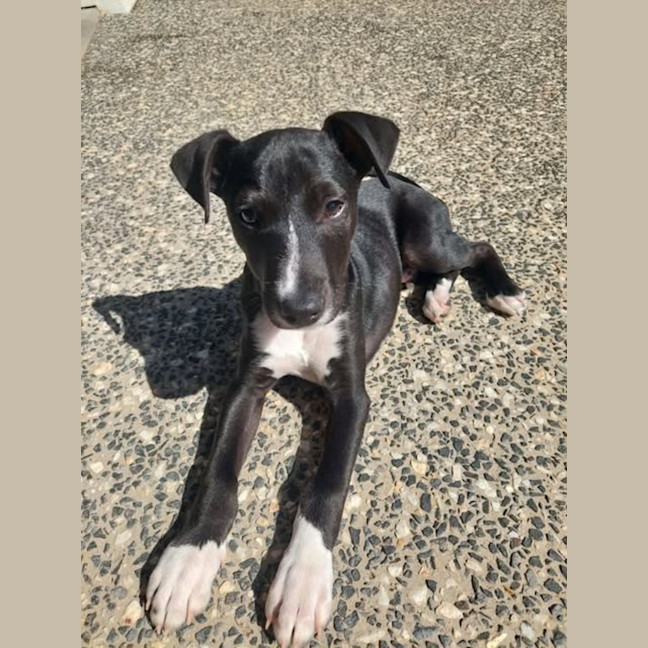 Photo of Ace