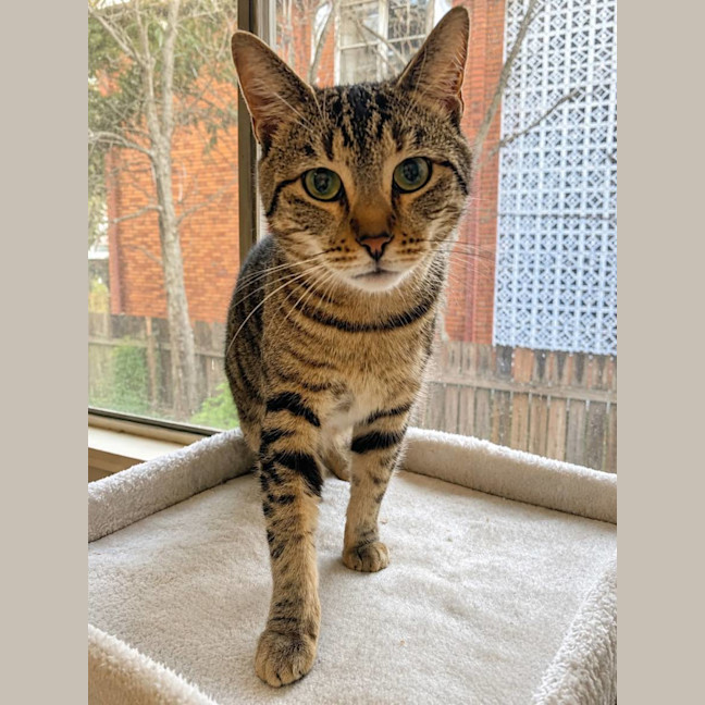 Photo of Stormy 🌩️