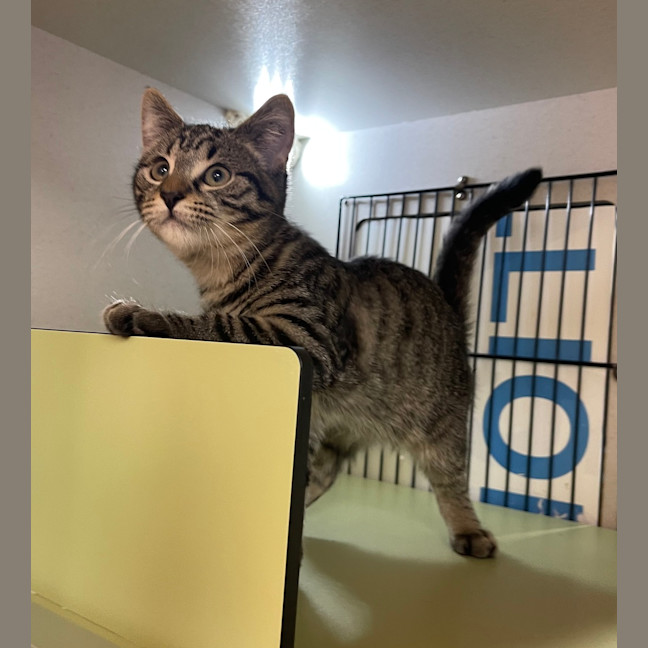 Photo of Jax