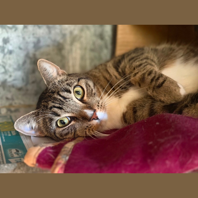 Photo of Oscar