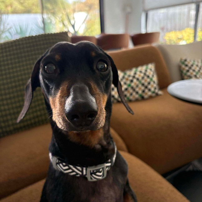 Photo of Perseus (Percy)