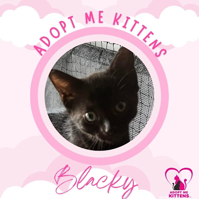 Photo of Blacky