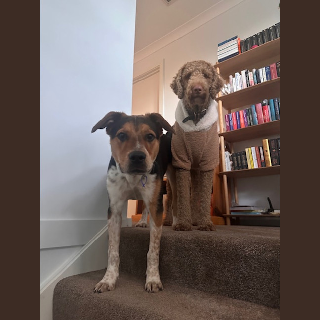 Photo of Merve   10 Month Old Kelpie X Cattle Dog