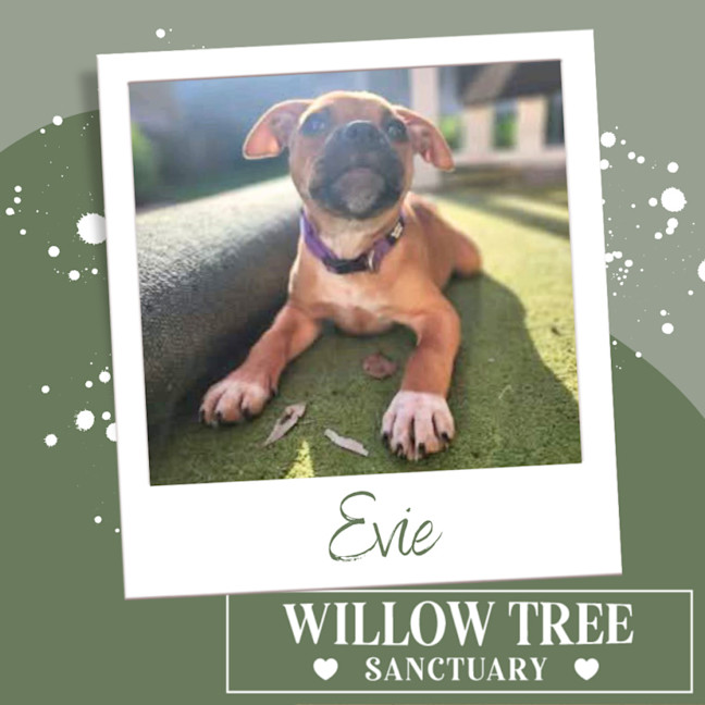 Photo of Evie