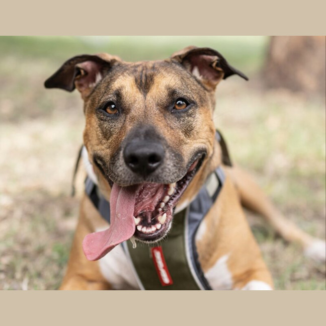 Photo of Gracie