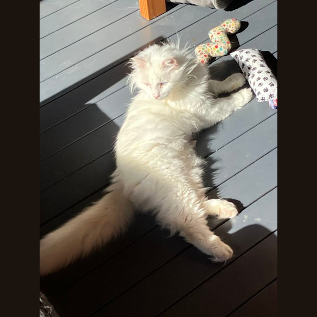 Photo of Old Man Grey *9 Lives Project Rescue*