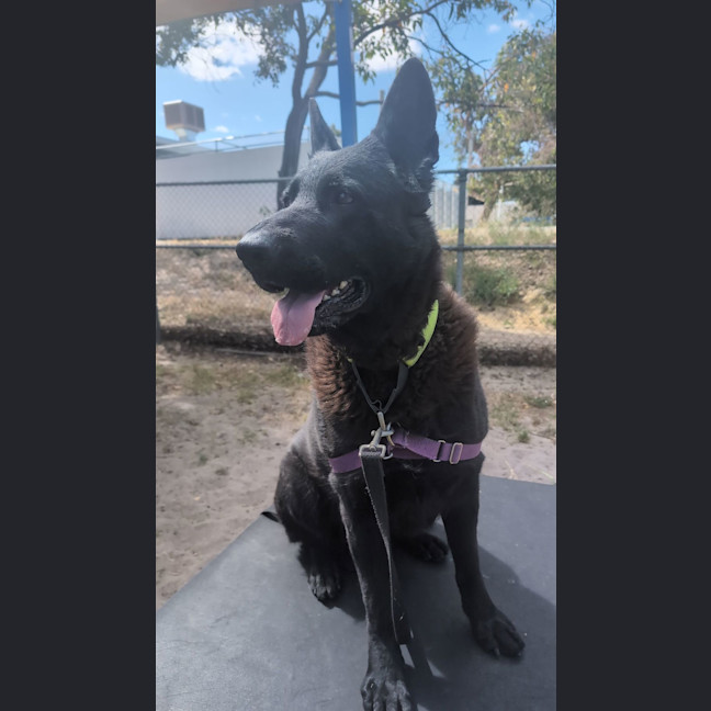 Photo of Ebony