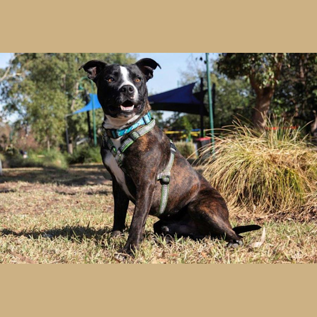 Photo of Hank Peggotty