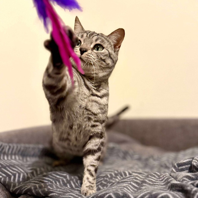 Photo of Cookie Lafufu   Located In Brunswick