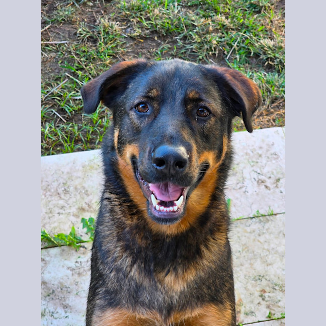 Photo of Bear