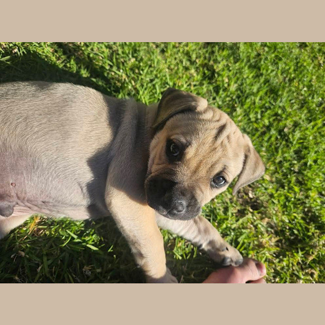 Photo of Admiral Albert