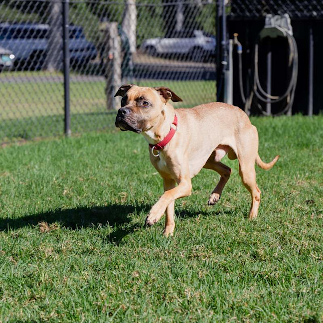 Photo of Chook