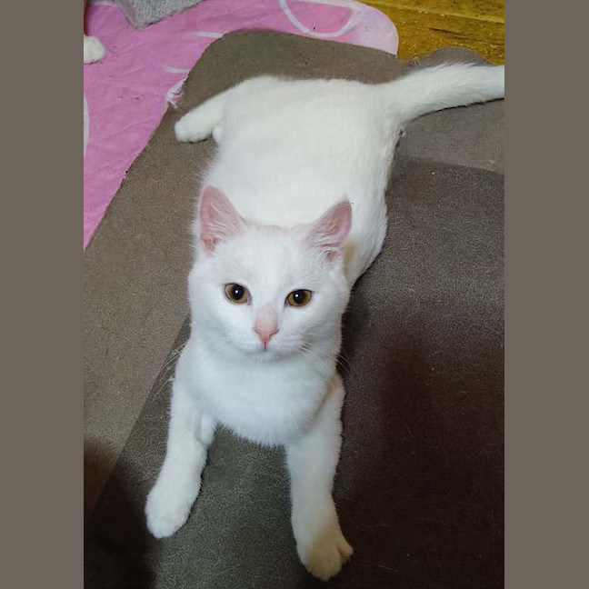 Photo of Ghost