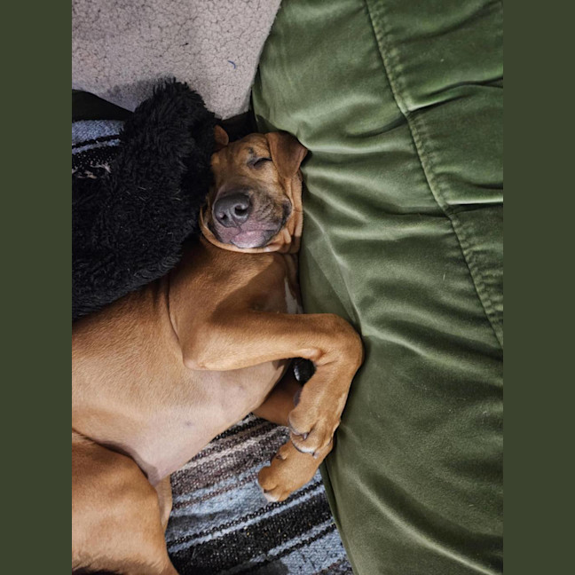 Photo of Jose' (Was Buster)