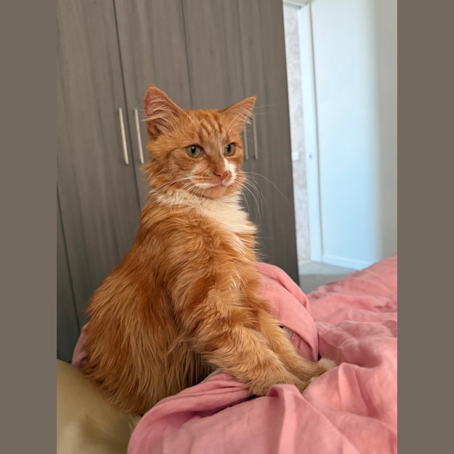 Photo of Sunny The Cuddle Champion