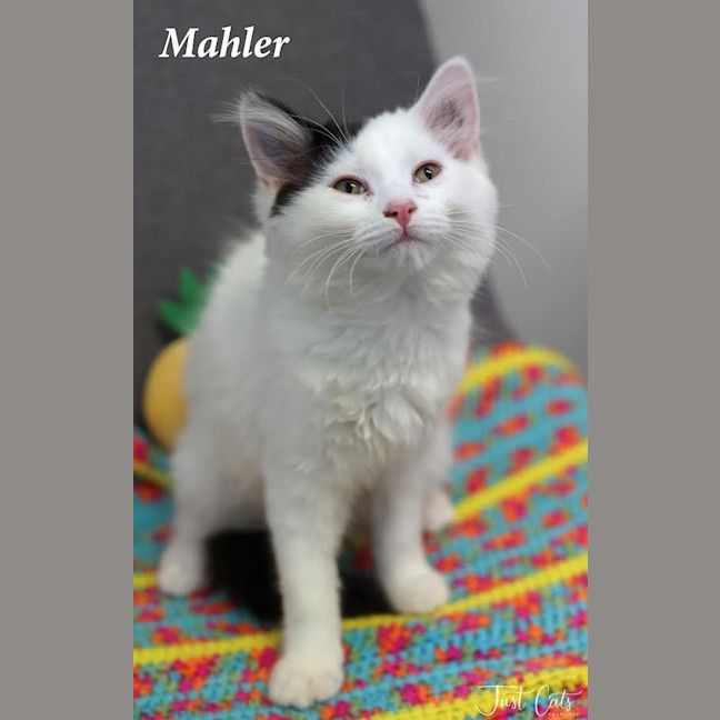 Photo of Mahler