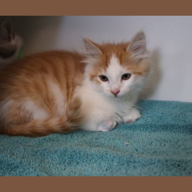 Photo of Puck