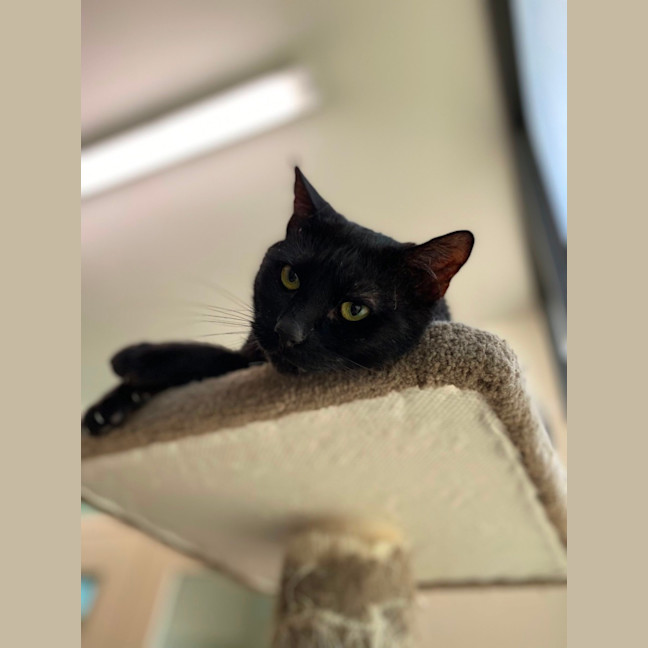 Photo of Mancy