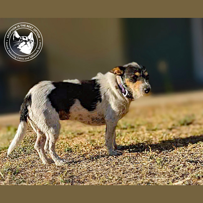 Photo of Chev And Elvis