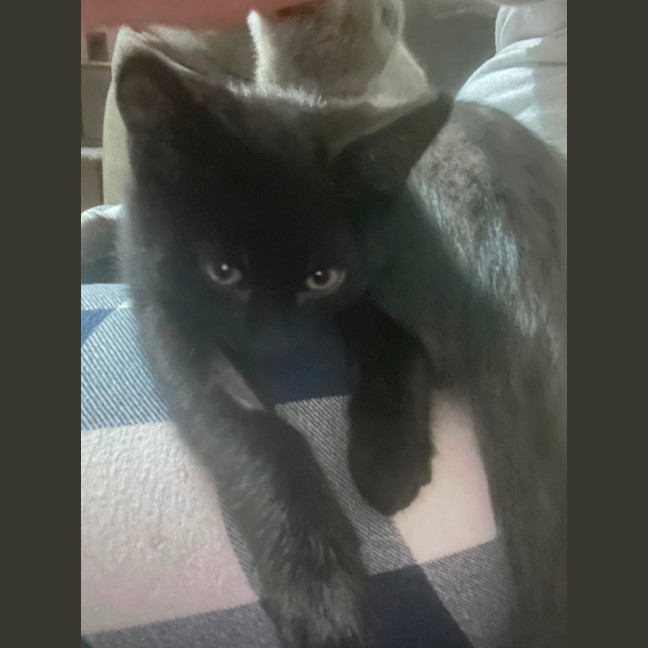 Photo of Tilli ** 2nd Chance Cat Rescue**