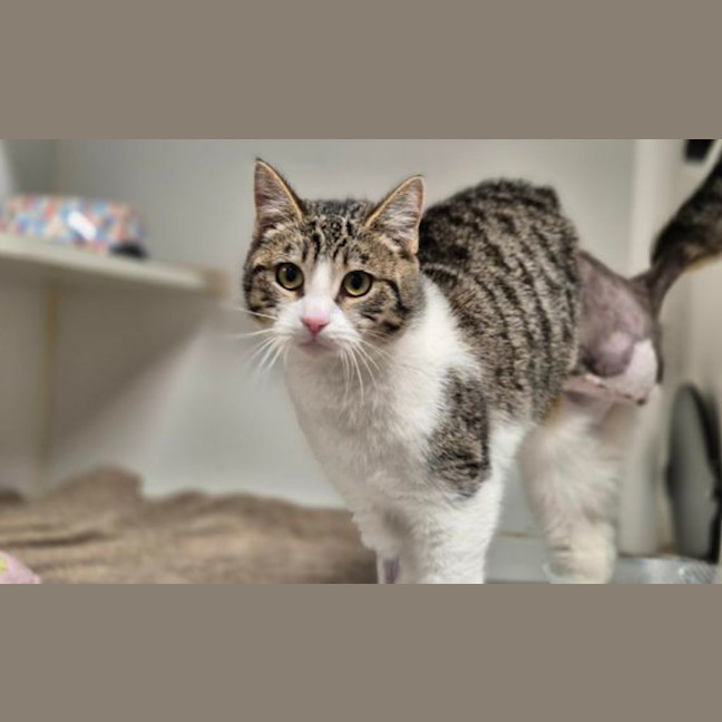 Photo of Peggy Sue 