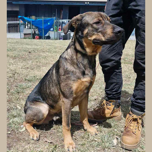 Photo of Buster (Boss)