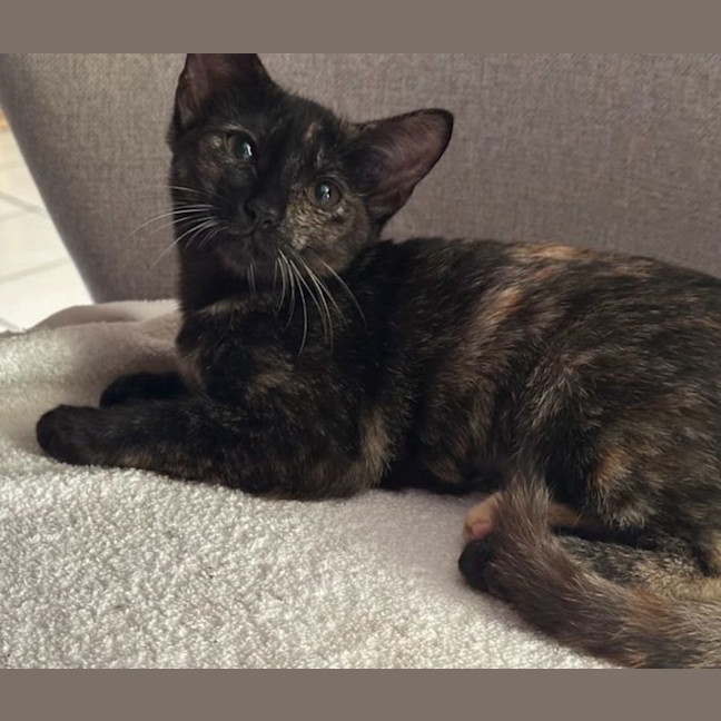 Photo of Brindabella