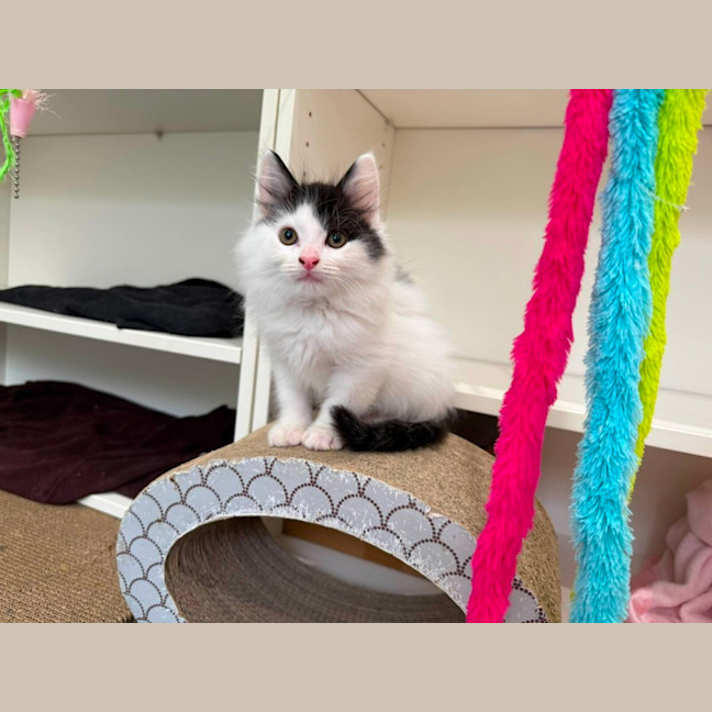 Photo of Kari ** 2nd Chance Cat Rescue **
