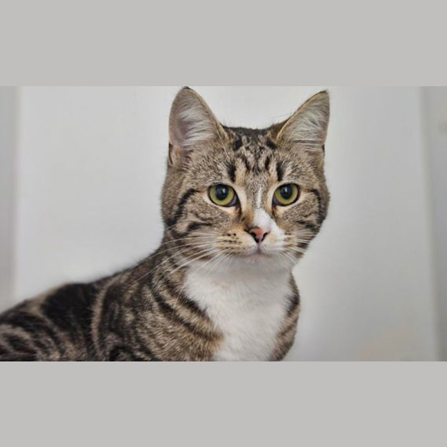 Photo of Flour
