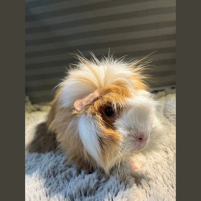 Photo of Spin (Desexed Male) & Tinkerbell