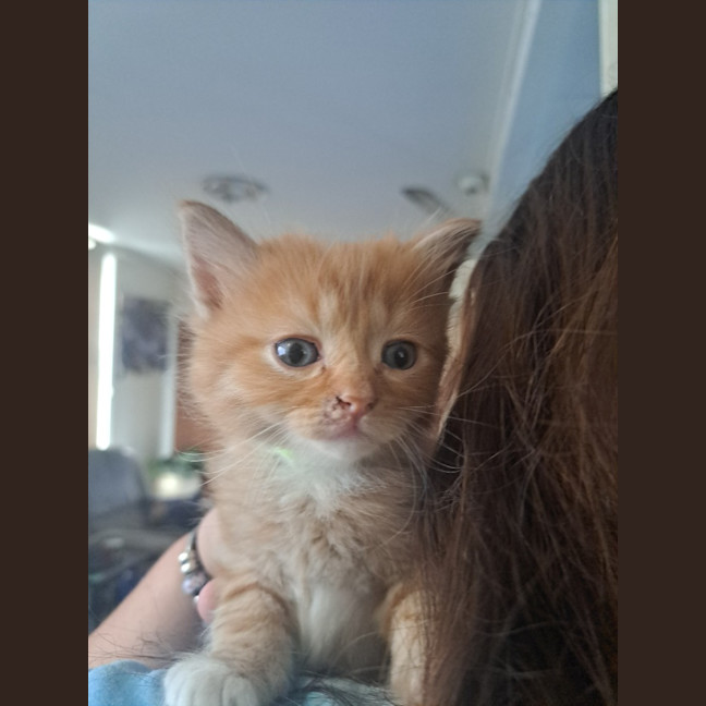 Photo of Cheeto (K54)