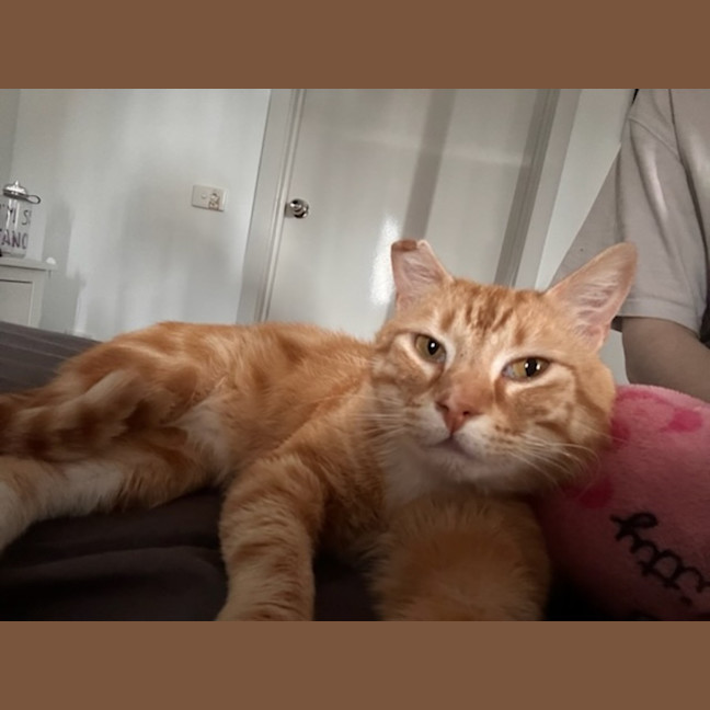 Photo of George *9 Lives Project Rescue*