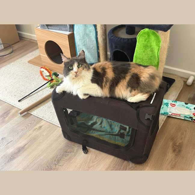 Photo of Pepper