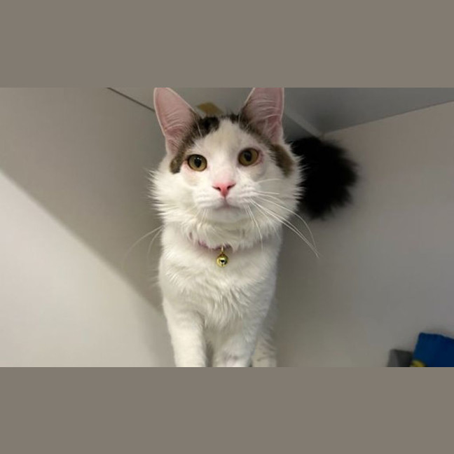 Photo of Pickles