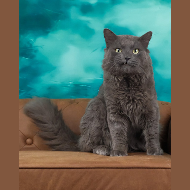 Photo of Franklyn