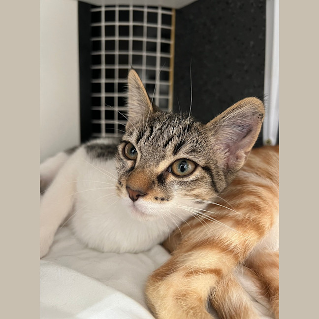 Photo of Toastie